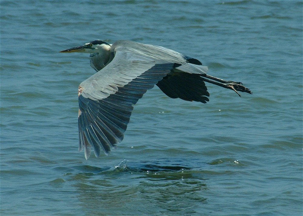 (24) Dscf5287 (great blue heron).jpg   (1000x714)   269 Kb                                    Click to display next picture